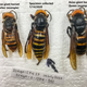 Image for article titled One Murder Hornet Down (Don't Ask How Many to Go)